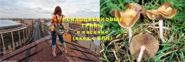 индика Апатиты